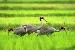 Non-migratory birds face existential threat in rapidly-urbanising Lumbini area